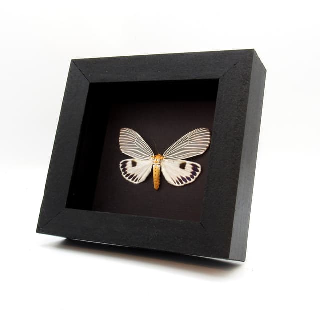Real ice blue Erebid moth framed taxidermy - Neochera dominia