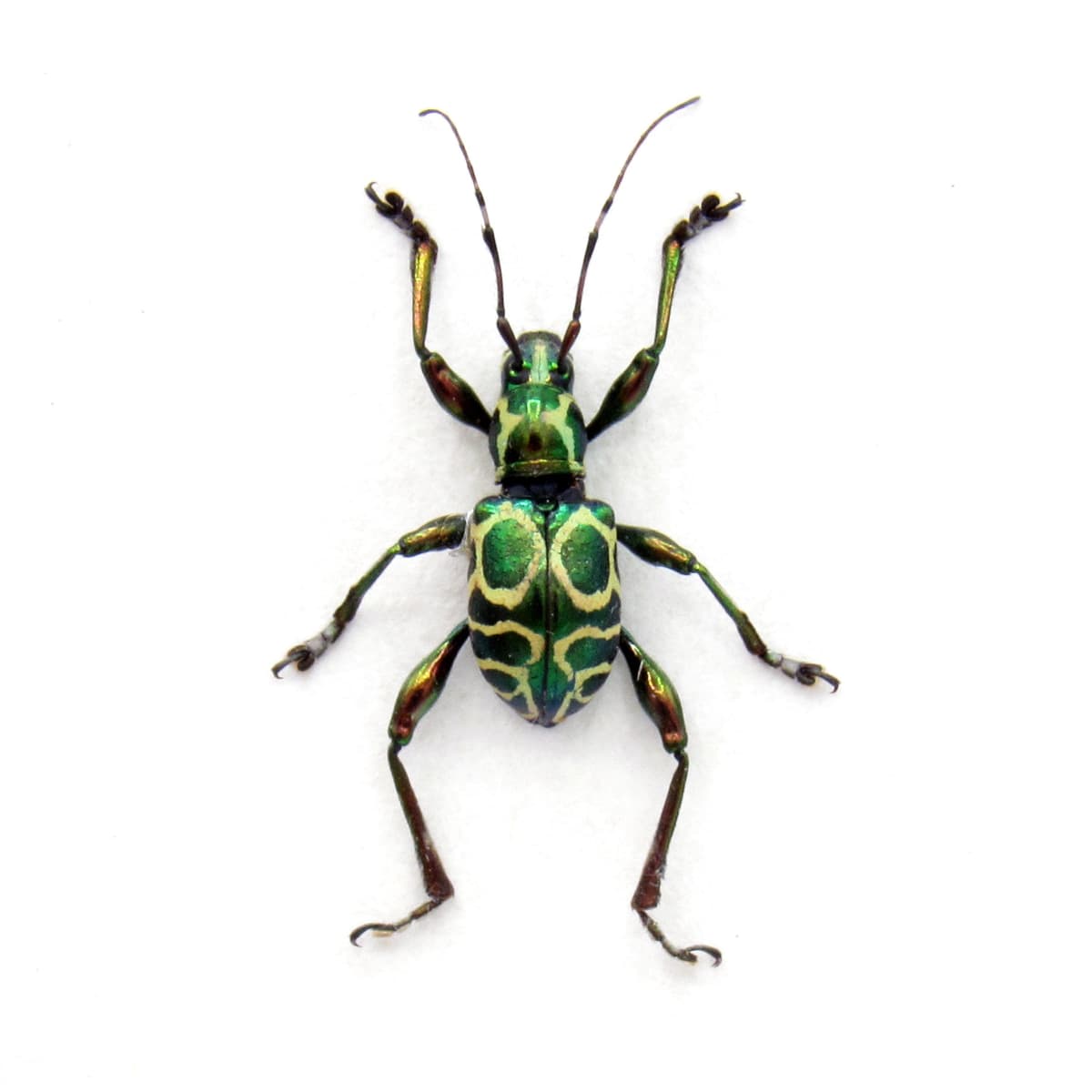 Rare metallic green Longhorn Weevil Mimic beetle framed specimen - Doliops cabrasae