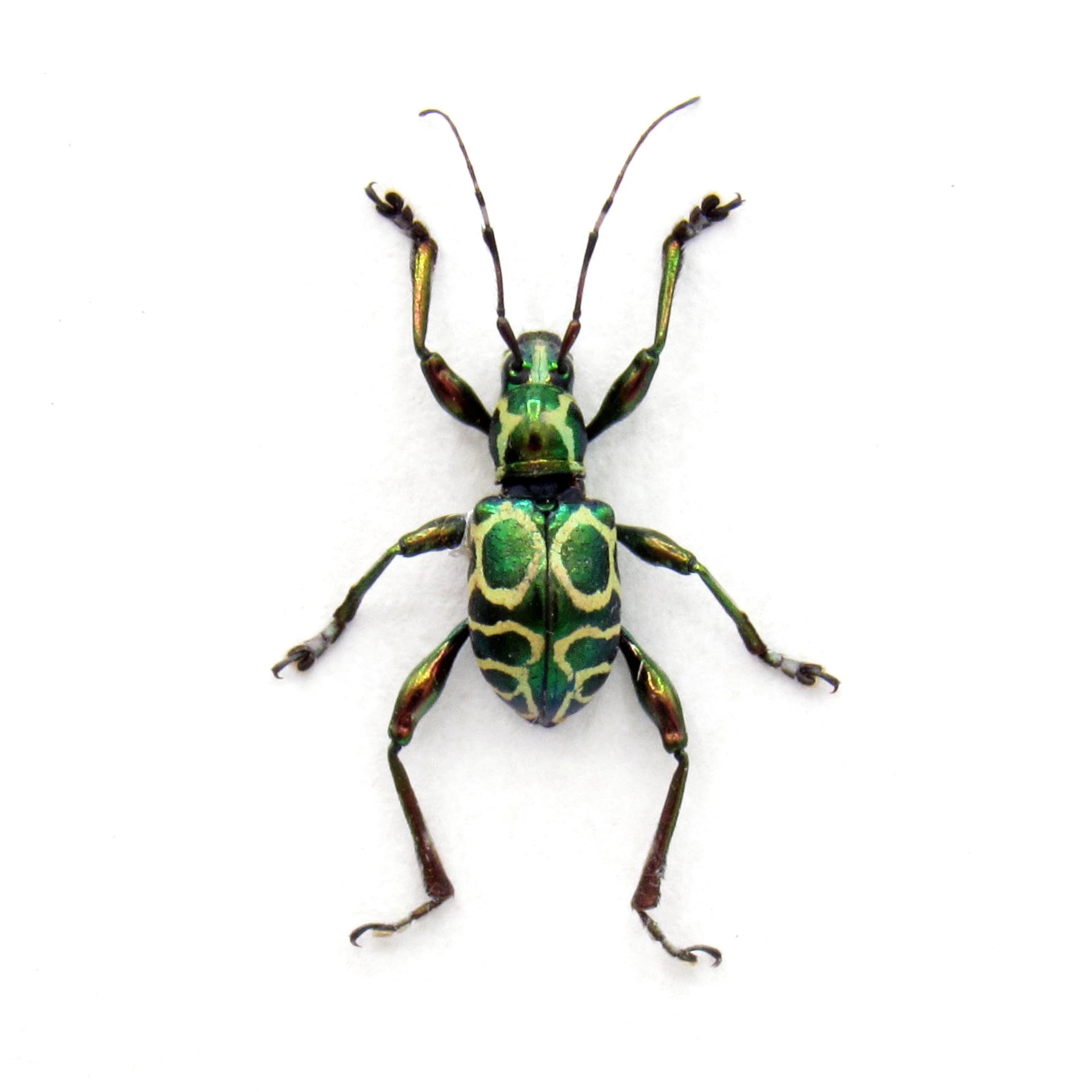 Rare metallic green Longhorn Weevil Mimic beetle framed specimen - Doliops cabrasae