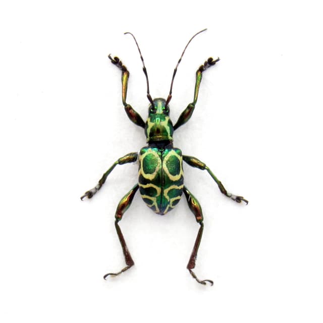 Rare metallic green Longhorn Weevil Mimic beetle framed specimen - Doliops cabrasae