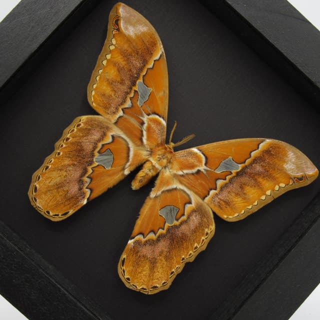 Real Saturn moth framed taxidermy - Rothschildia species