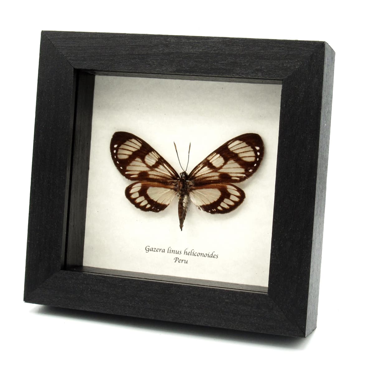 Rare Castnia moth framed taxidermy - Gazera linus heliconoides - female