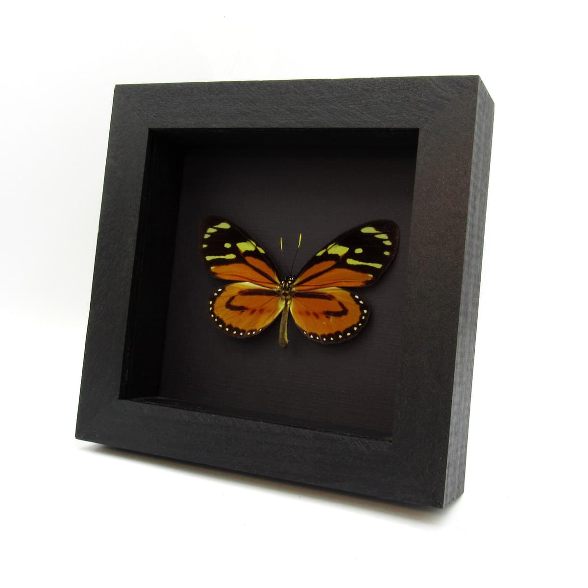 Real orange Tropical Milkweed butterfly framed taxidermy - Lycorea halia atergatis