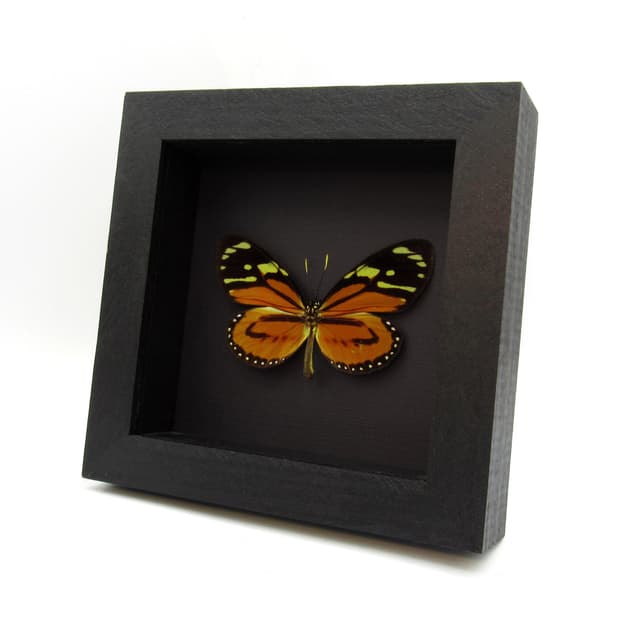 Real orange Tropical Milkweed butterfly framed taxidermy - Lycorea halia atergatis