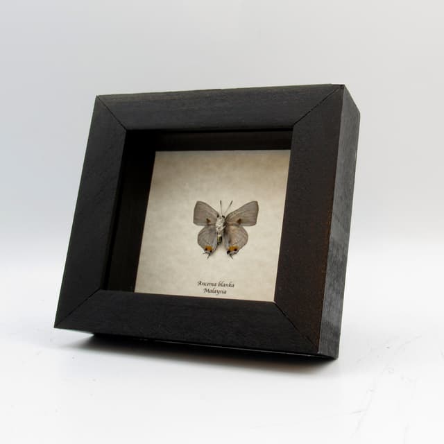 Rare metallic Silver Royal butterfly framed taxidermy - Ancema blanka
