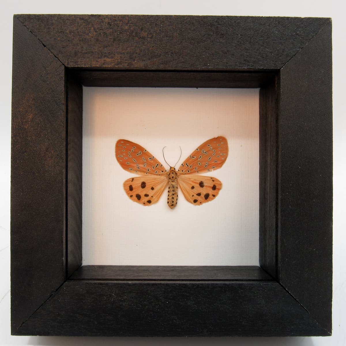 Real Peach Mangina Moth framed taxidermy - Mangina argus