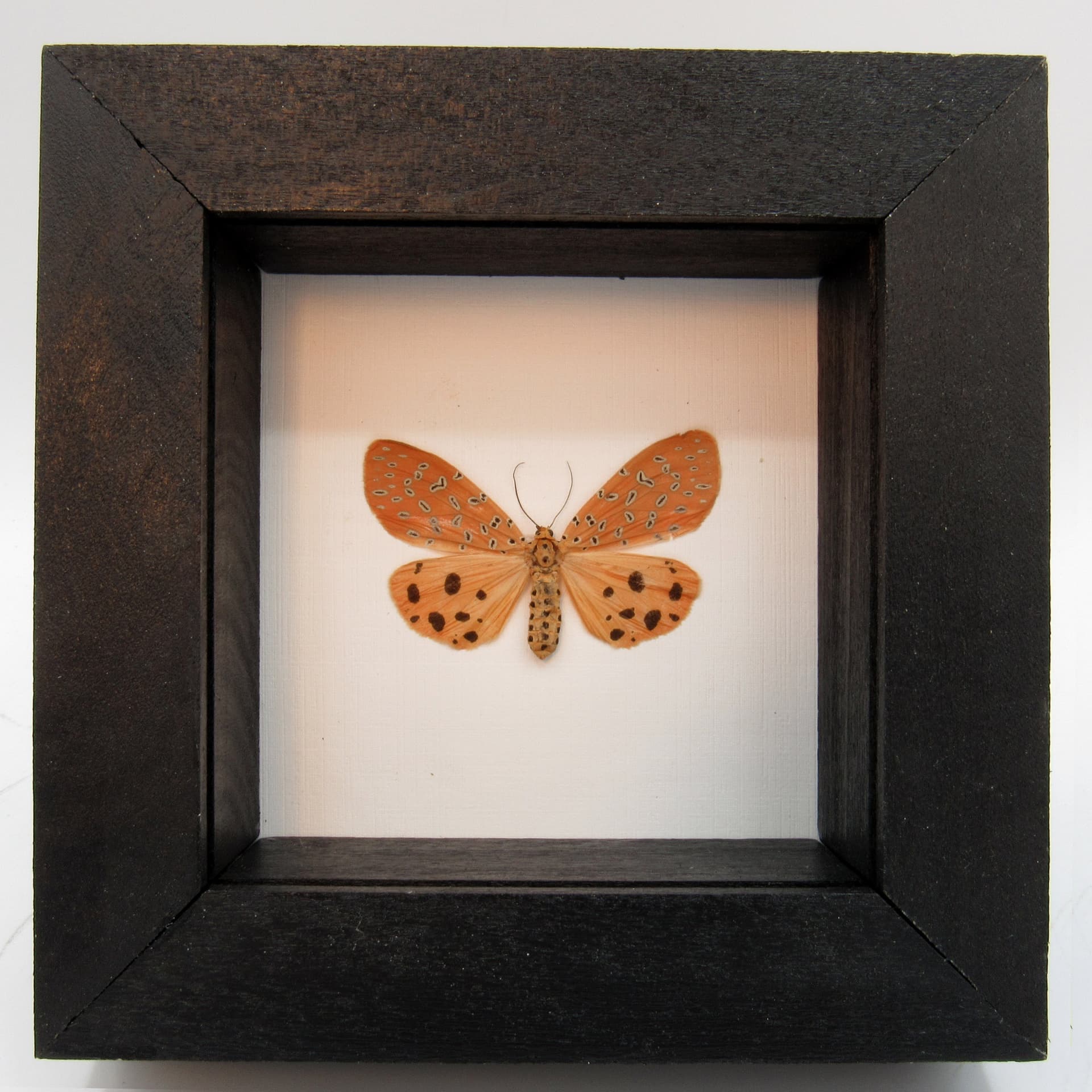 Real Peach Mangina Moth framed taxidermy - Mangina argus