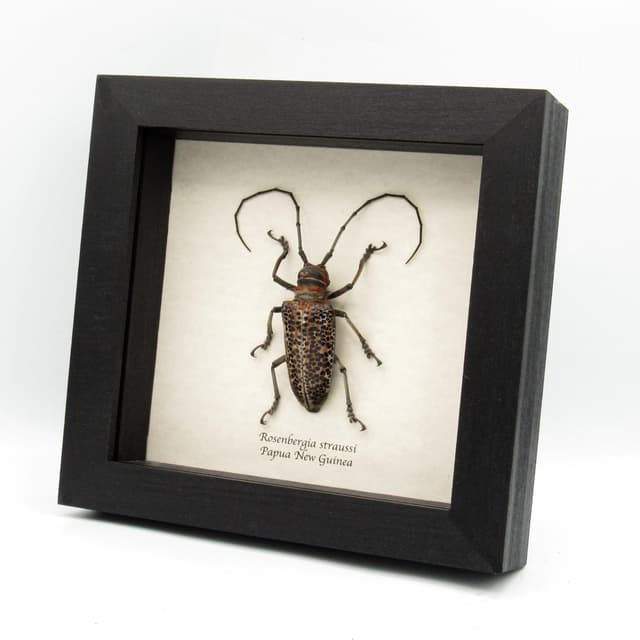 Rare Longhorn beetle framed taxidermy - Rosenbergia straussi - XL male