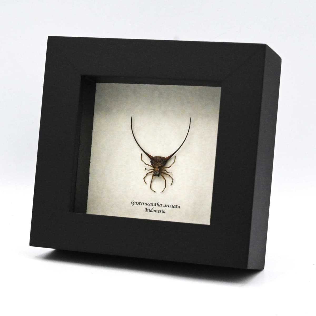 Real Orb Weaver Spider framed - Gasteracantha arcuata