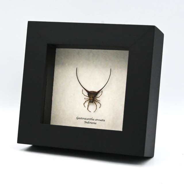 Real Orb Weaver Spider framed - Gasteracantha arcuata