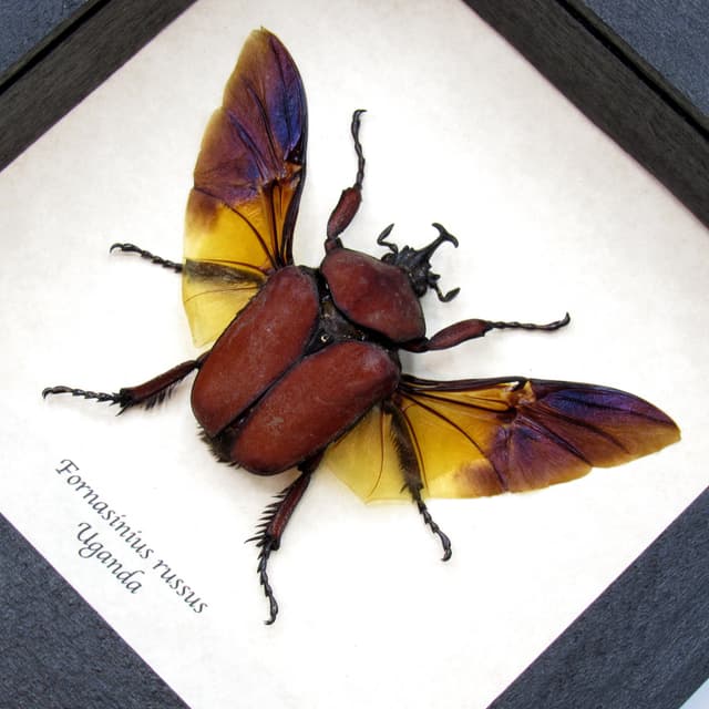 Large deep red Scarab beetle framed taxidermy - Fornasinius russus
