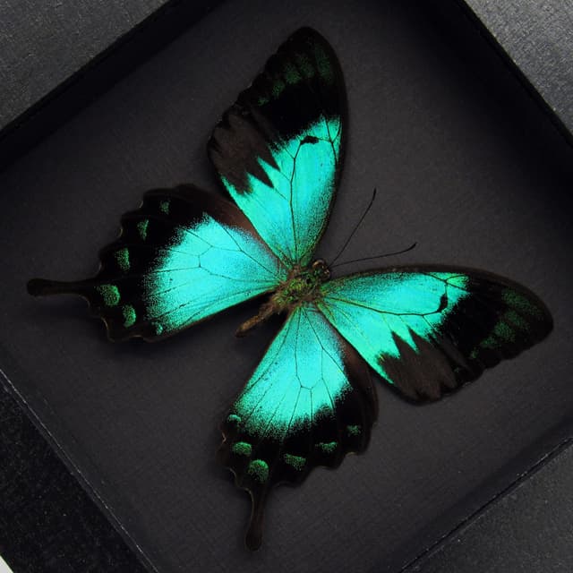 Rare framed taxidermy Sea Green Swallowtail butterfly - Papilio lorquinianus ochoco