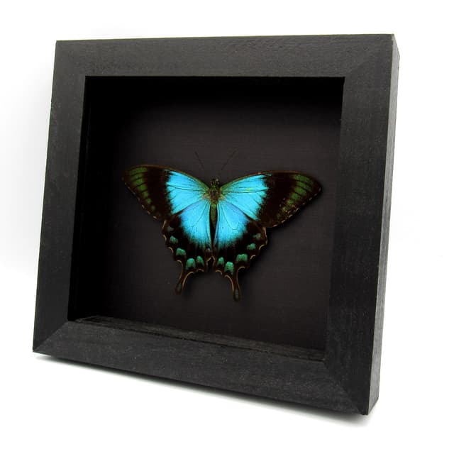 Large female Peacock Swallowtail butterfly framed taxidermy - Papilio lorquinianus - Victorian mount