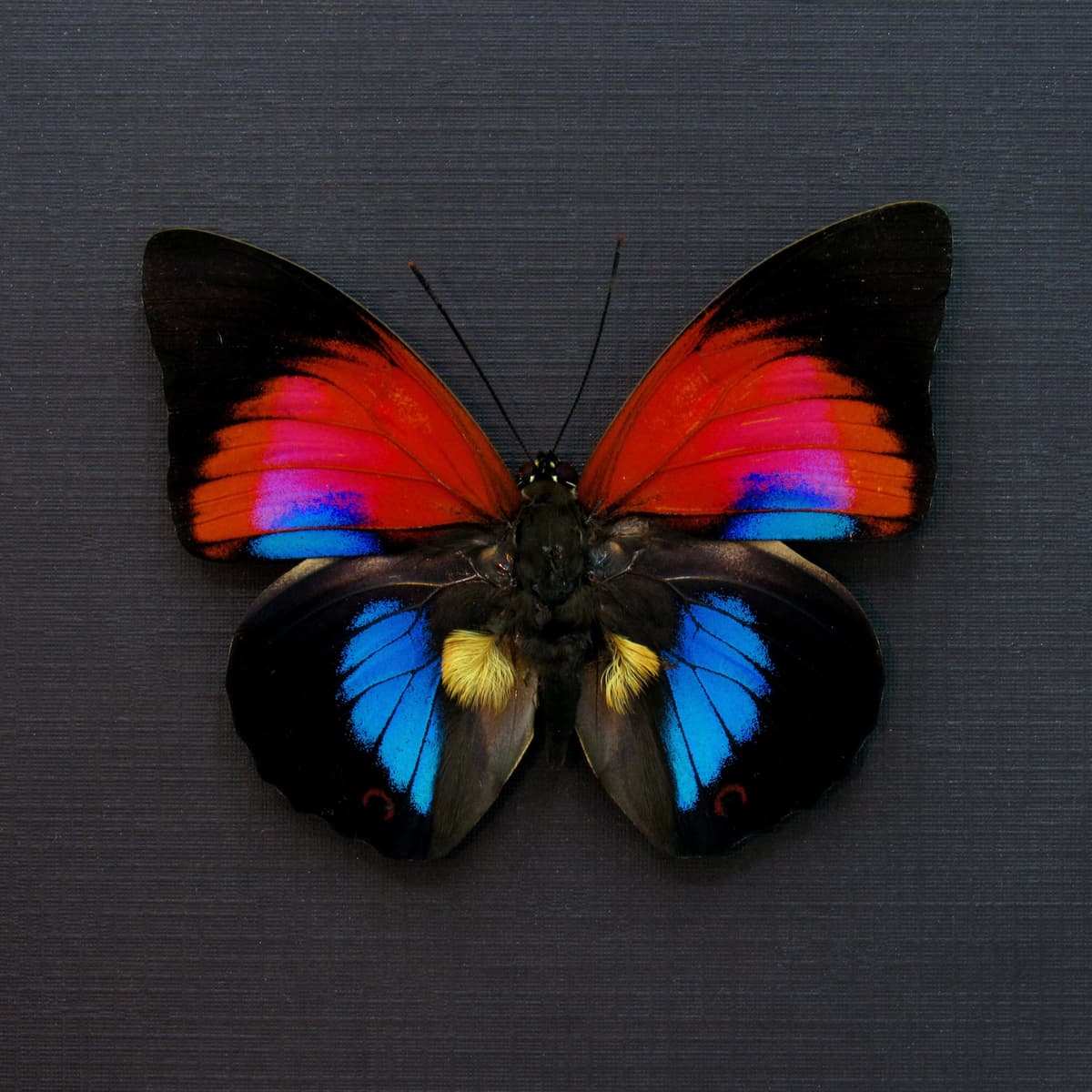 Stunning rare Hybrid butterfly framed taxidermy - Agrias claudina x Prepona dexamenes