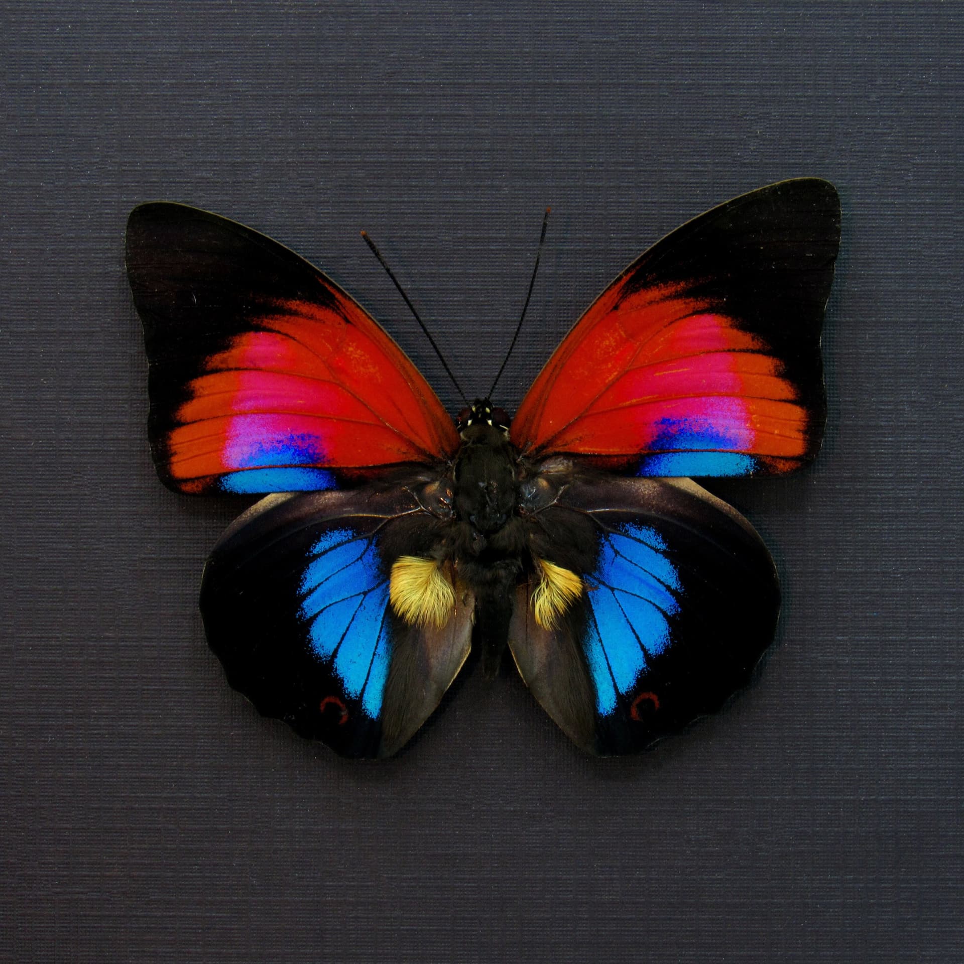 Stunning rare Hybrid butterfly framed taxidermy - Agrias claudina x Prepona dexamenes
