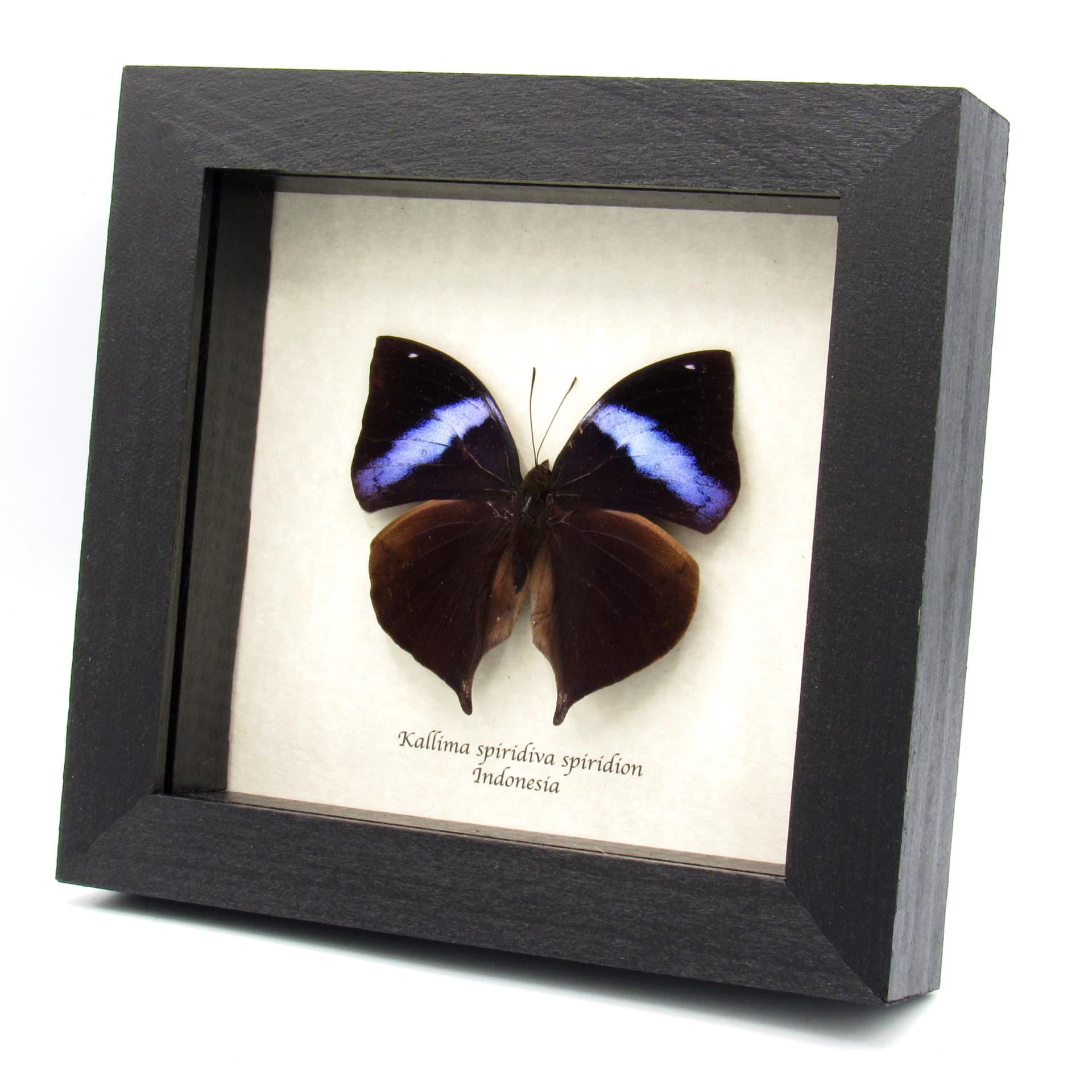 Rare Leafwing butterfly framed specimen - Kallima spiridiva spiridion