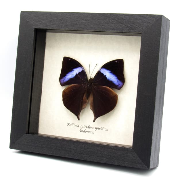 Rare Leafwing butterfly framed specimen - Kallima spiridiva spiridion