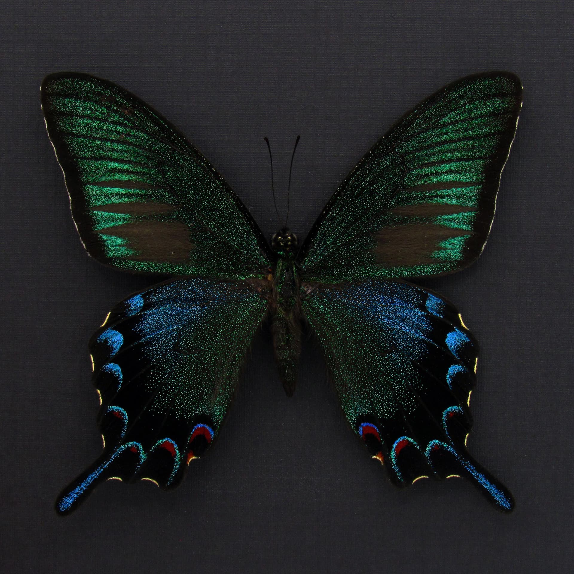Rare black Peacock Swallowtail butterfly framed taxidermy - Papilio dehaani tokaraensis - spring form
