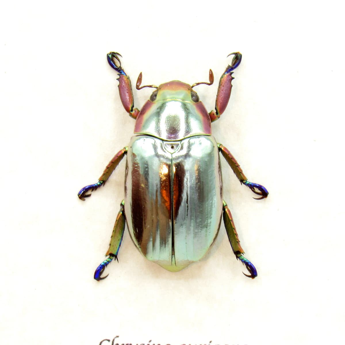 Very rare silver Jewel beetle framed taxidermy - Chrysina aurigans