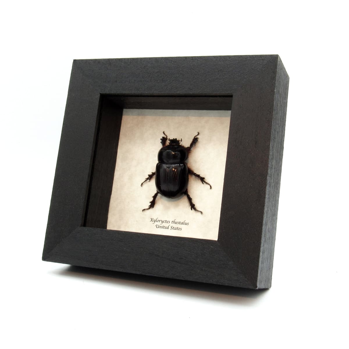 Real Western Rhinoceros Scarab beetle framed taxidermy - Xyloryctes thestalus
