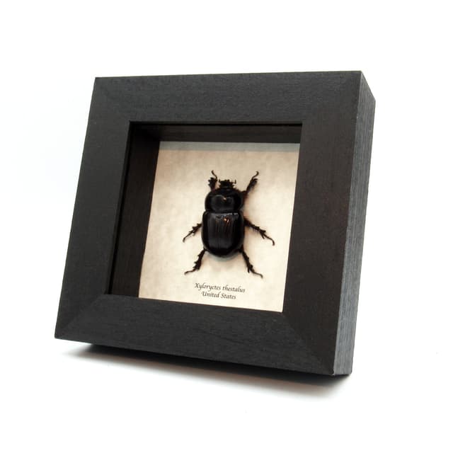 Real Western Rhinoceros Scarab beetle framed taxidermy - Xyloryctes thestalus