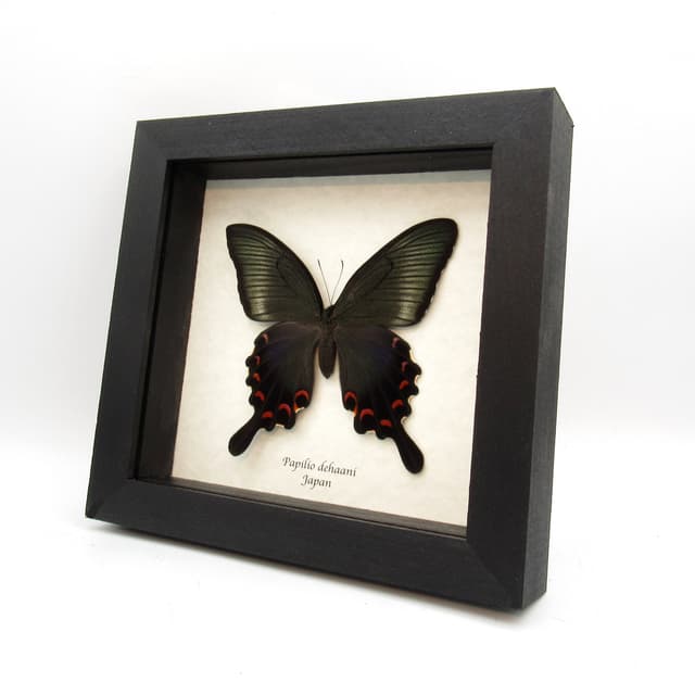 Giant Japanese Peacock butterfly framed taxidermy - Papilio  dehaani - female - summer form