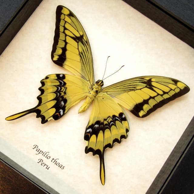 Real Giant swallowtail butterfly framed taxidermy - Papilio thoas