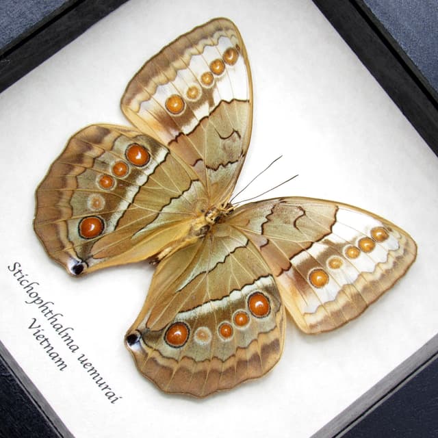 Rare Jungle Queen butterfly framed taxidermy - Stichophthalma uemurai