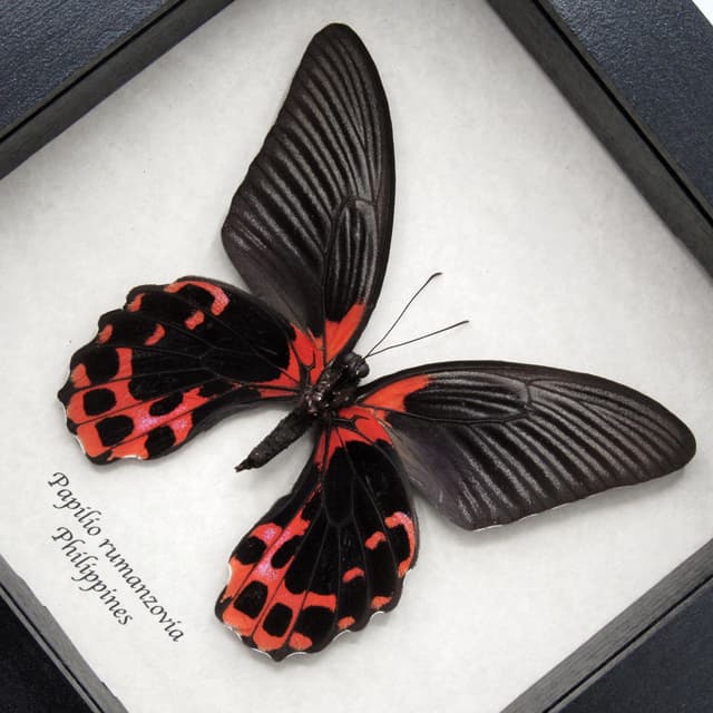 Real red swallowtail butterfly framed taxidermy - Papilio rumanzovia