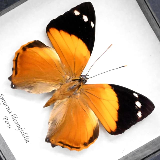 Real framed taxidermy butterfly - Smyrna bloomfieldia