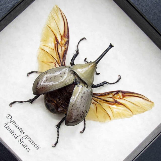 Real large Western Hercules beetle framed taxidermy - Dynastes grantii