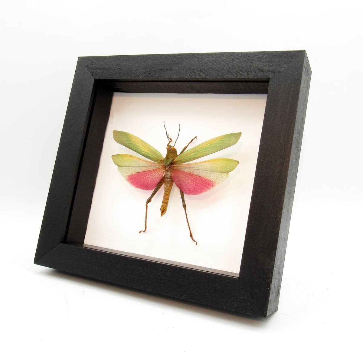 Real pink grasshopper framed taxidermy - Lophacris cristata