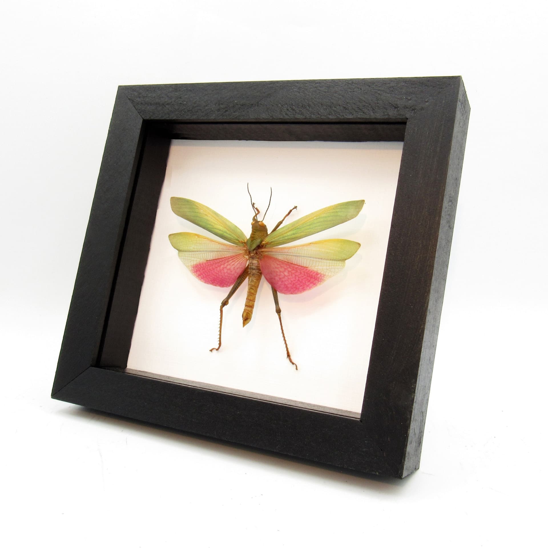 Real pink grasshopper framed taxidermy - Lophacris cristata