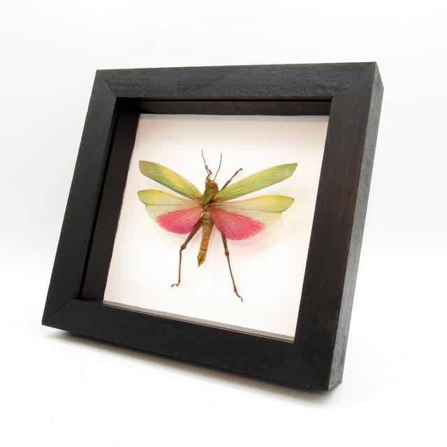 Real pink grasshopper framed taxidermy - Lophacris cristata