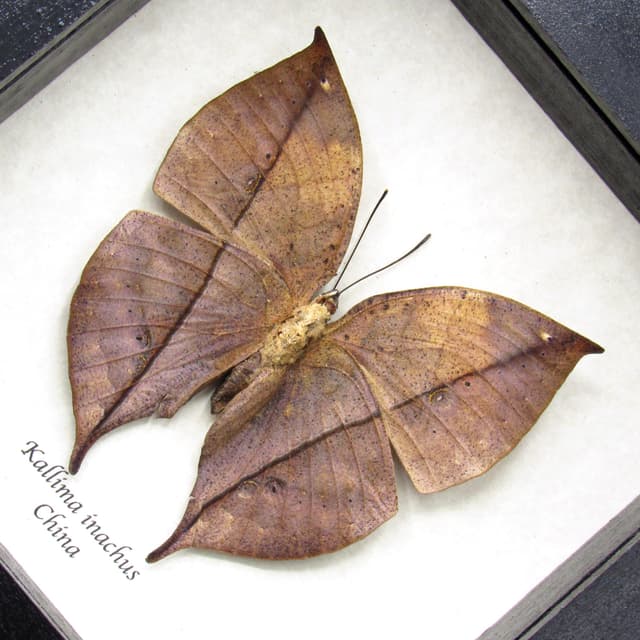 Real Dead Leaf butterfly taxidermy - Kallima inachus