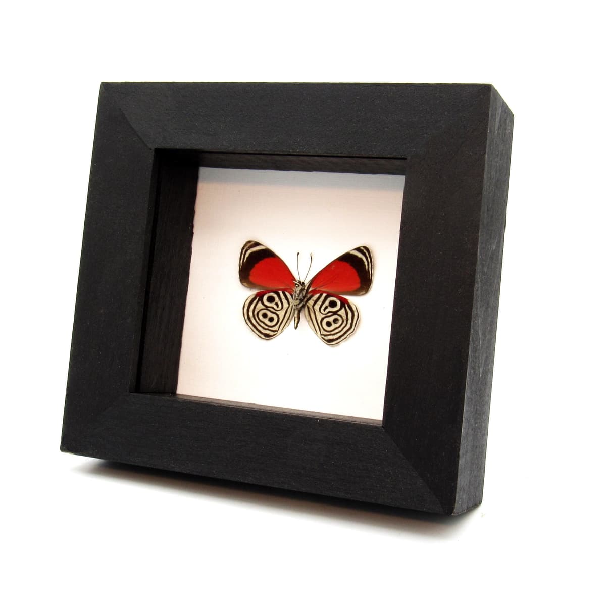 Real Cramer's 88 Butterfly framed taxidermy - Diaethria clymena