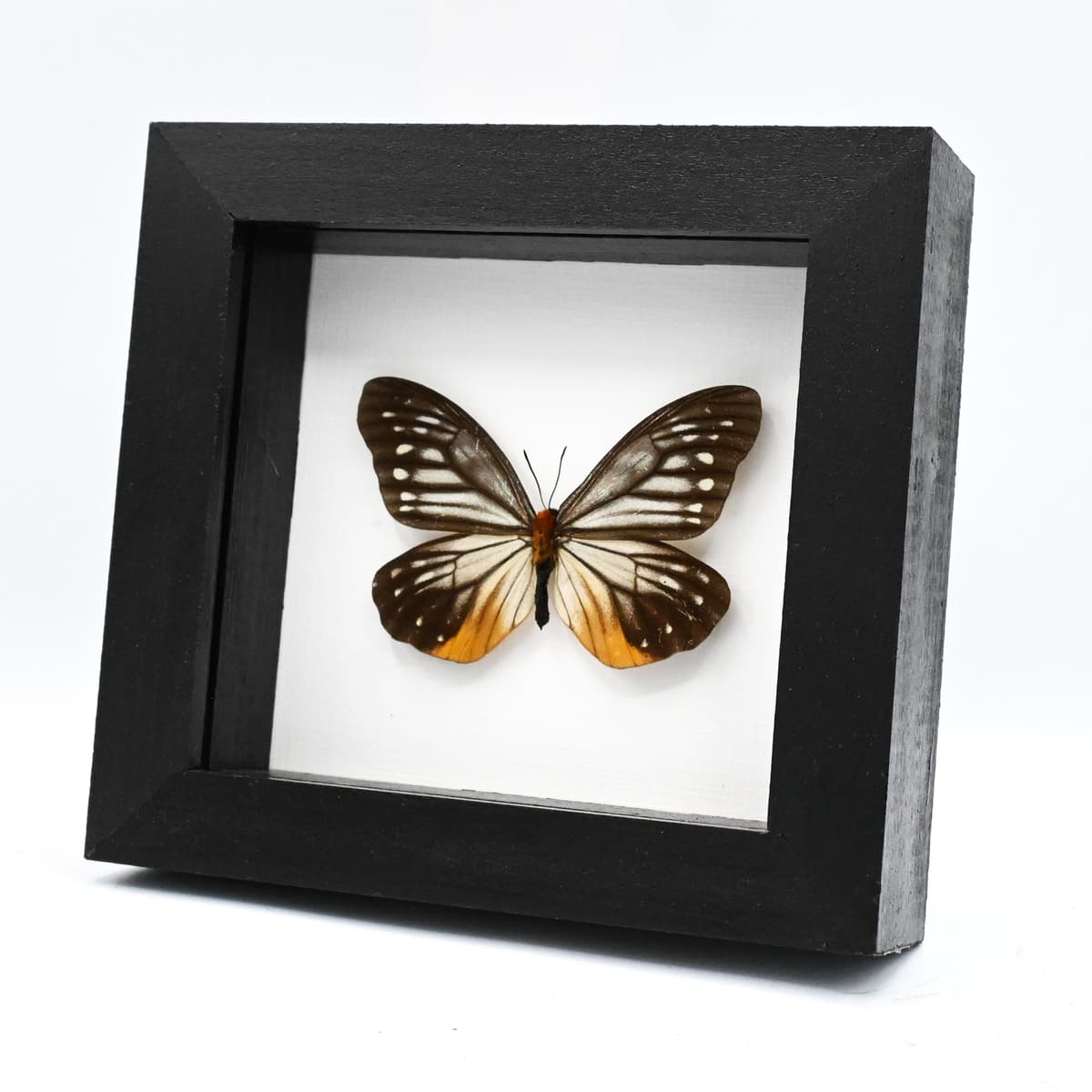 Real Freak butterfly framed taxidermy - Calinaga buddha