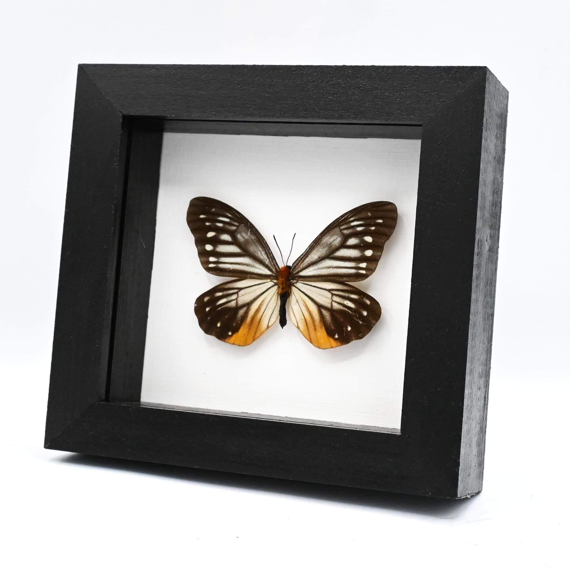 Real Freak butterfly framed taxidermy - Calinaga buddha