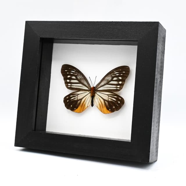 Real Freak butterfly framed taxidermy - Calinaga buddha