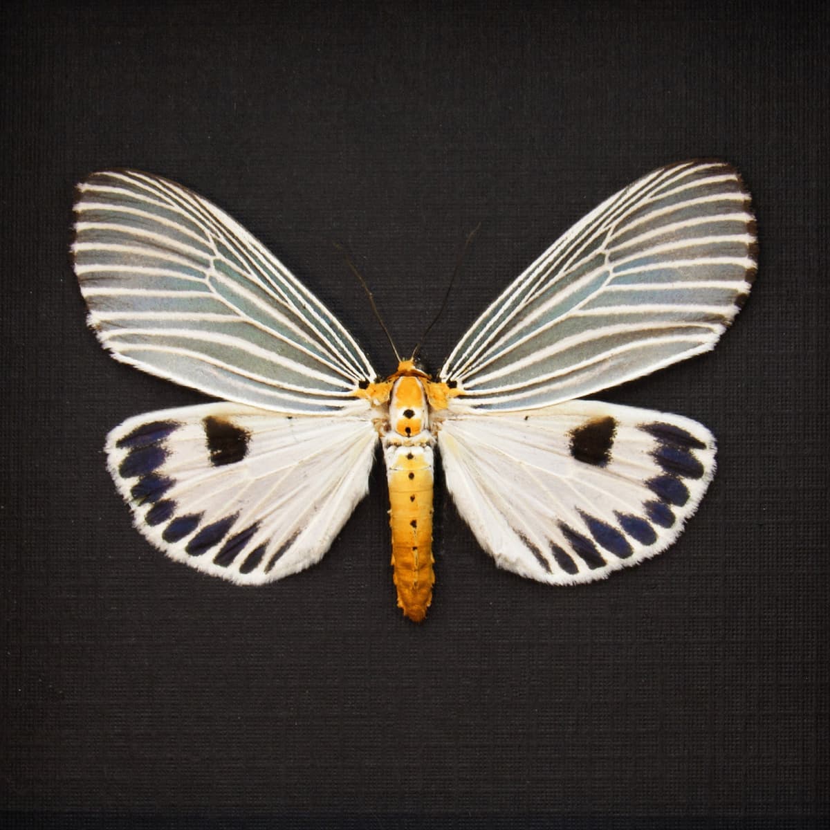 Real ice blue Erebid moth framed taxidermy - Neochera dominia