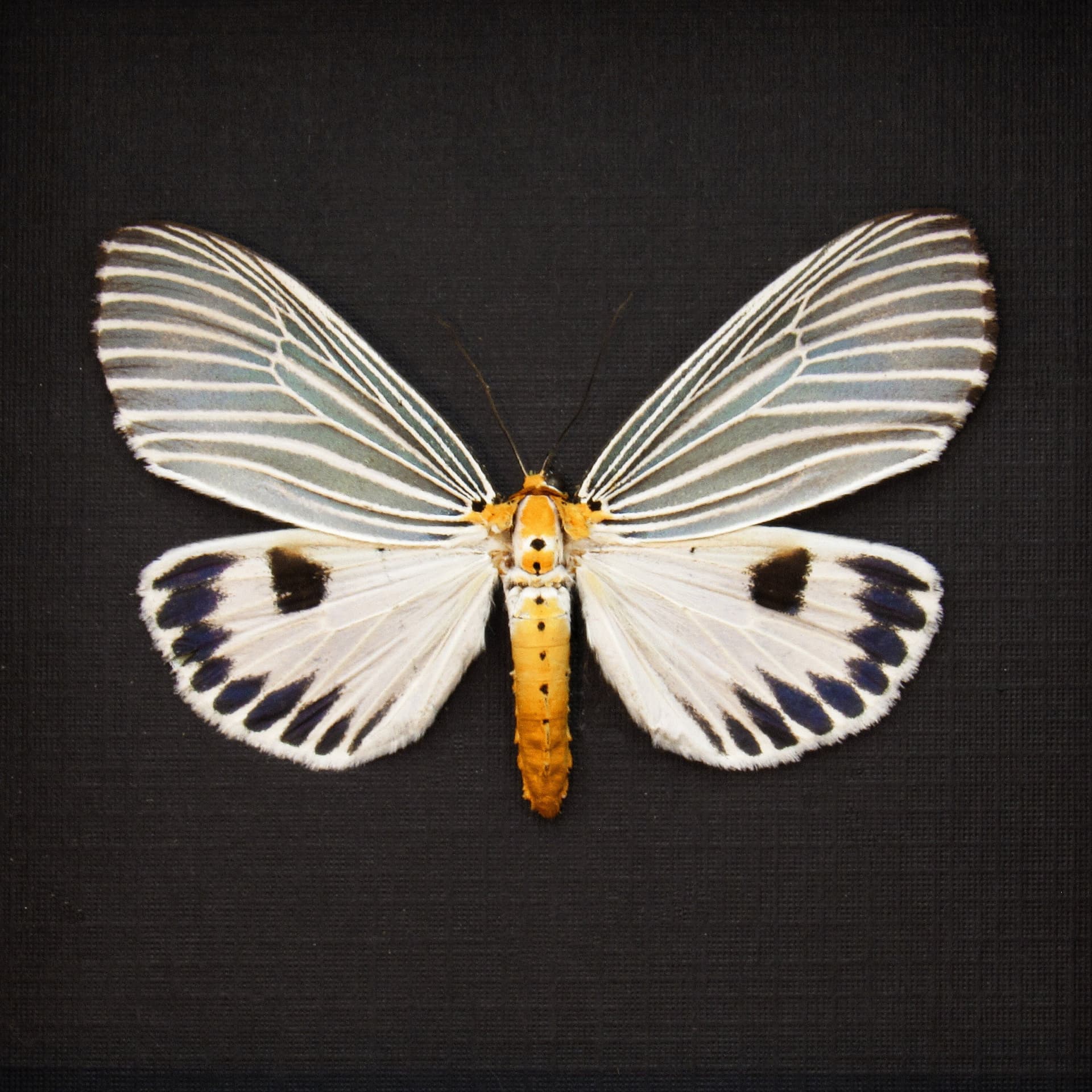 Real ice blue Erebid moth framed taxidermy - Neochera dominia