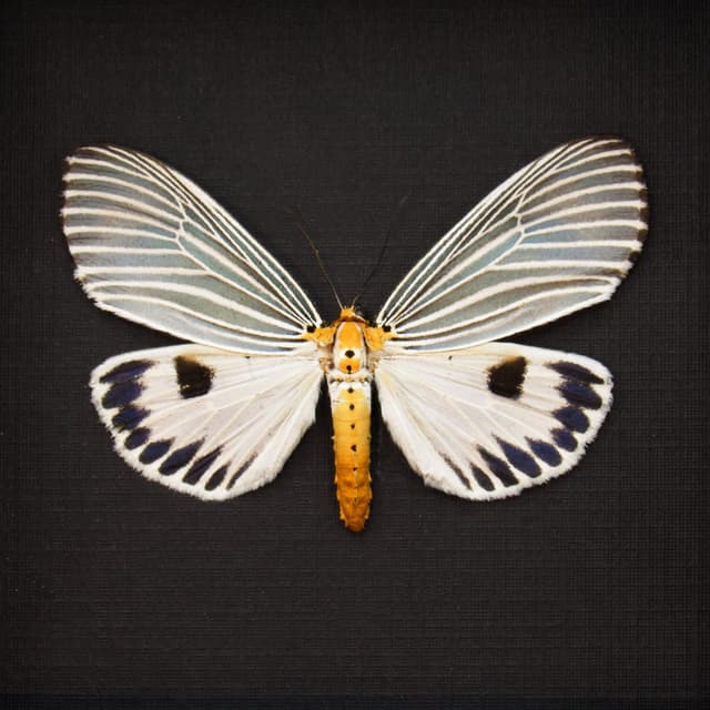 Real ice blue Erebid moth framed taxidermy - Neochera dominia