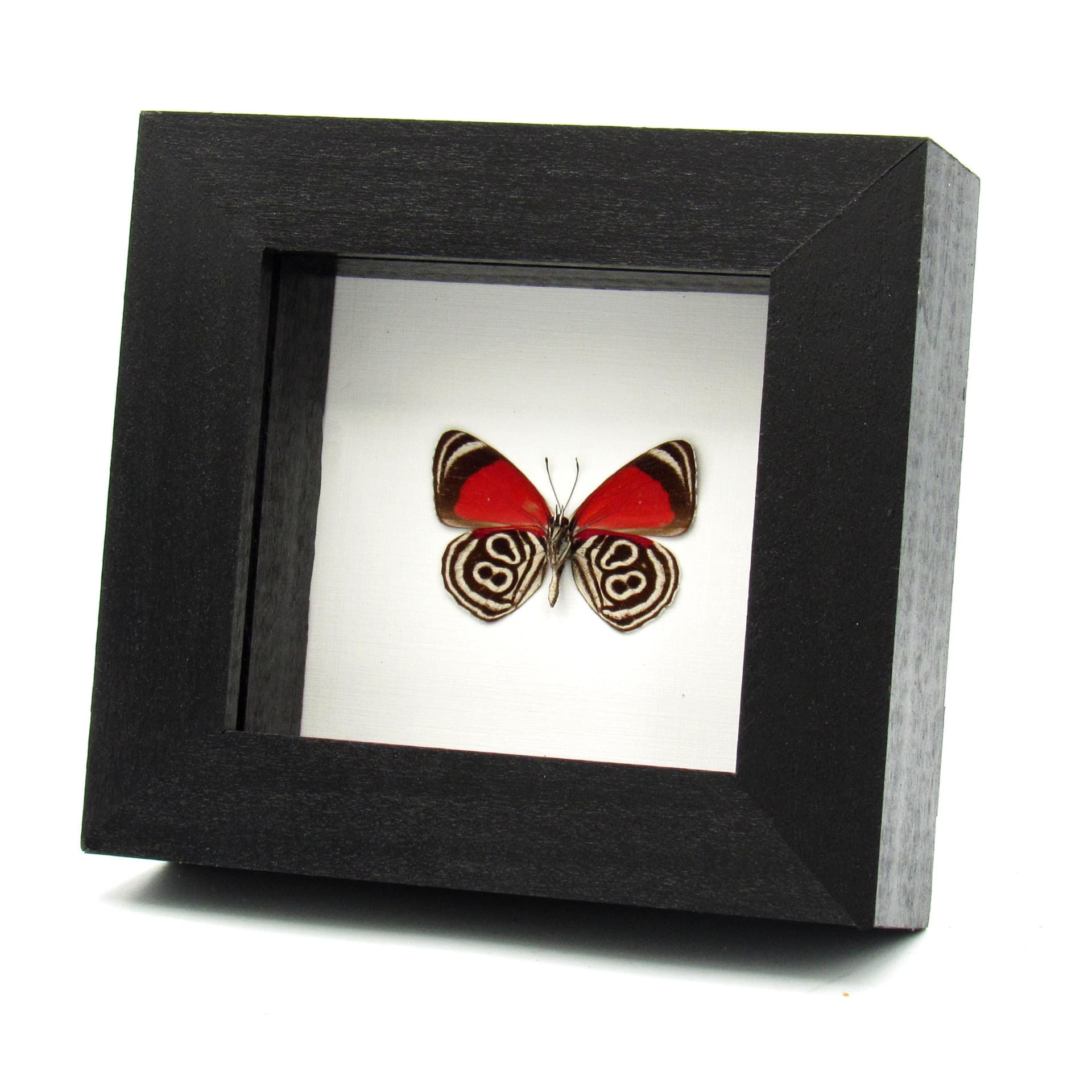 Real Eluina Eighty-eight Butterfly framed taxidermy - Diaethria eluina