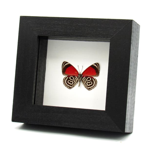 Real Eluina Eighty-eight Butterfly framed taxidermy - Diaethria eluina