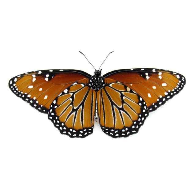 Real Queen butterfly framed taxidermy - Danaus gilippus - large female - Victorian mount