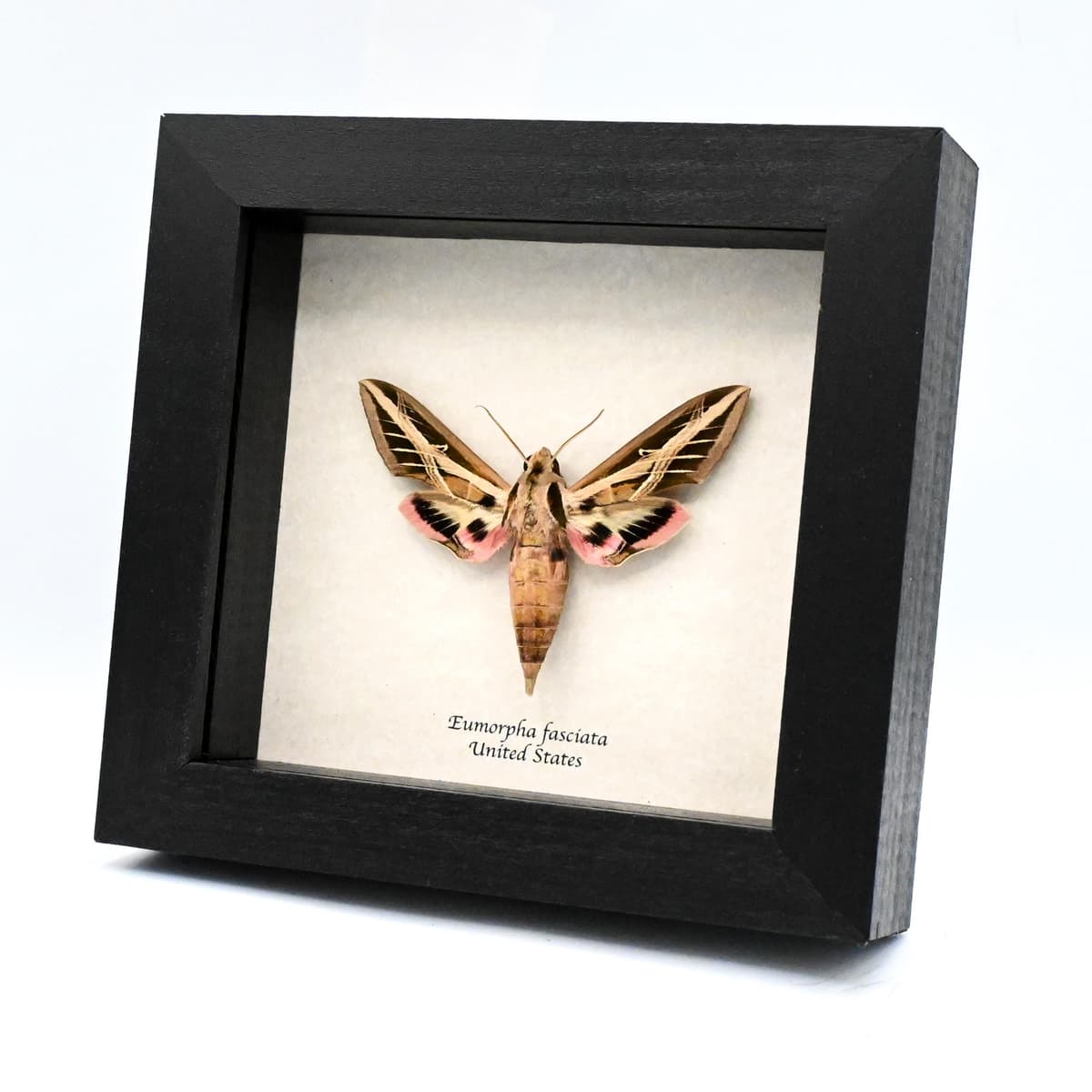 Real Banded Sphinx moth framed taxidermy - Eumorpha fasciata
