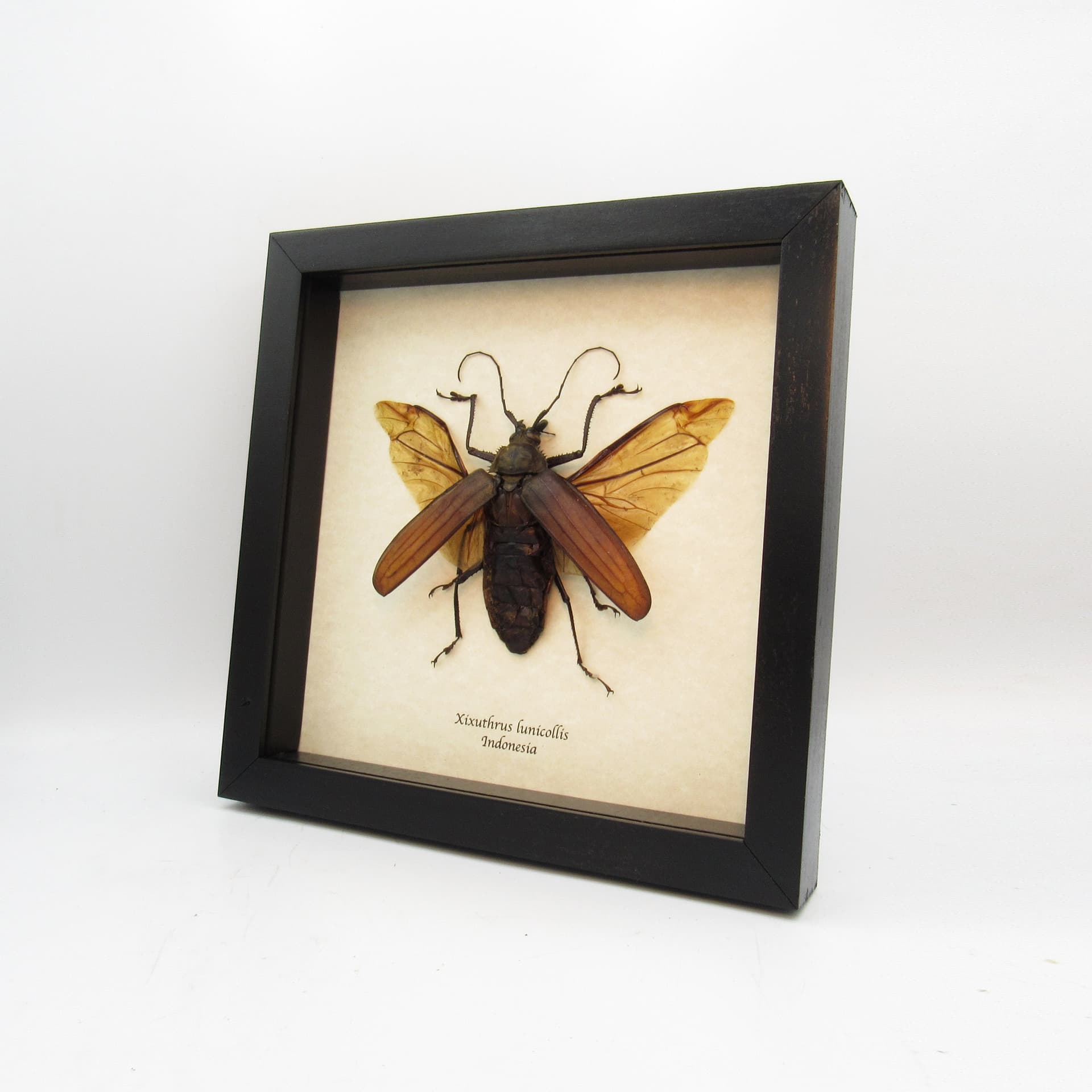 Real Giant Longhorn beetle framed taxidermy - Xixuthrus lunicollis