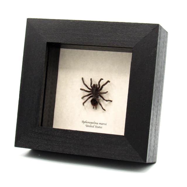 Real Grand Canyon Black Tarantula framed taxidermy - Aphonopelma marxi