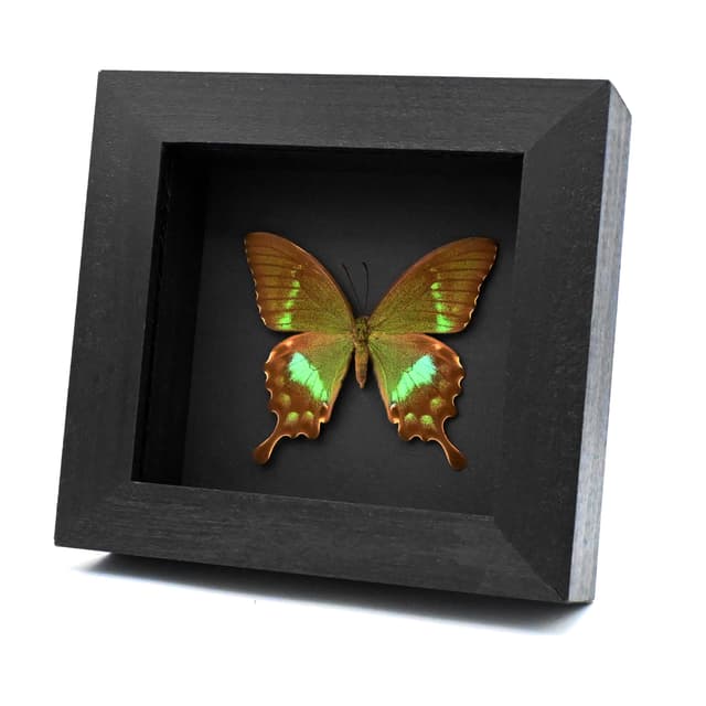 Rare green Swallowtail butterfly framed taxidermy - Papilio neumogeni - female