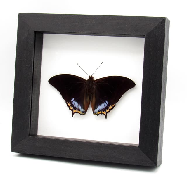 Real framed taxidermy butterfly - Charaxes eurialus - Victorian mount